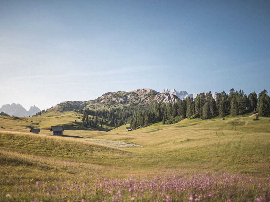 Sanft geschwungene grüne Hügel mit Wildblumen, vereinzelte Hütten, Bäume und ferne Berge unter einem strahlend blauen Himmel. - Hotel Steinerhof