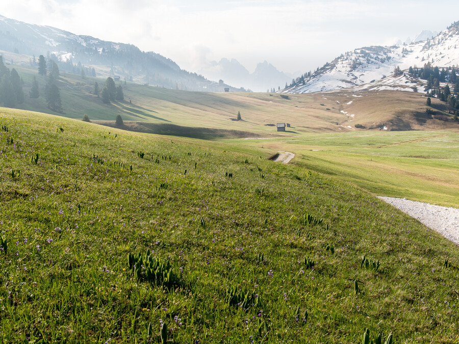 Eine grüne Wiese mit einem Feldweg, vereinzelten Bäumen und schneebedeckten Bergen im Hintergrund. - Hotel Steinerhof